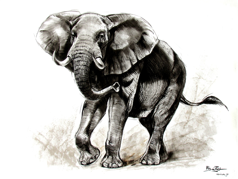 02- Elephant d'Afrique (65x50)