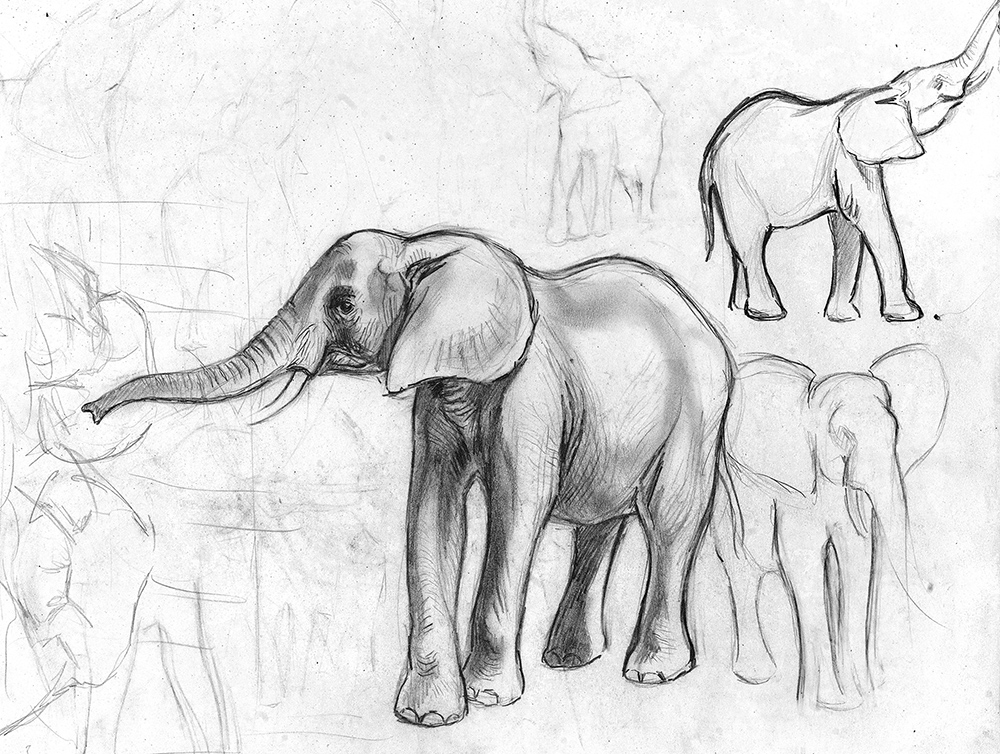 06_Éléphants d'Afrique