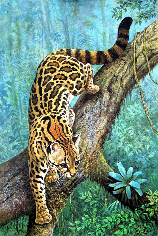 03- Tigre de l'Inde (75x60)