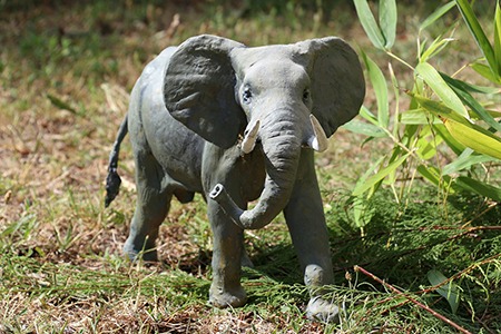 07- Eléphant dAfrique