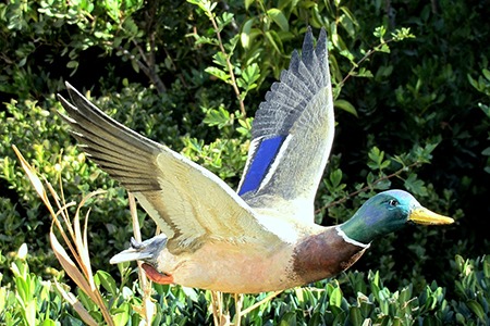 10-Canard Colvert en Vole