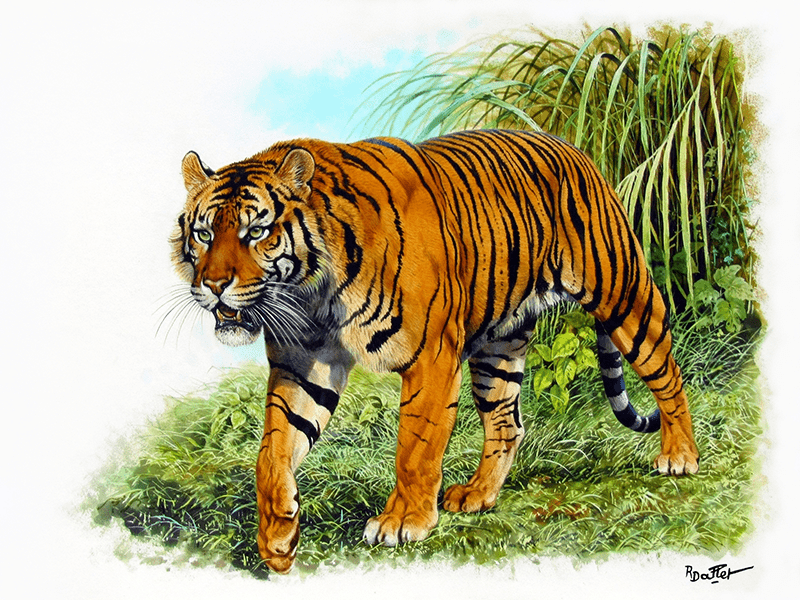 Javan tiger