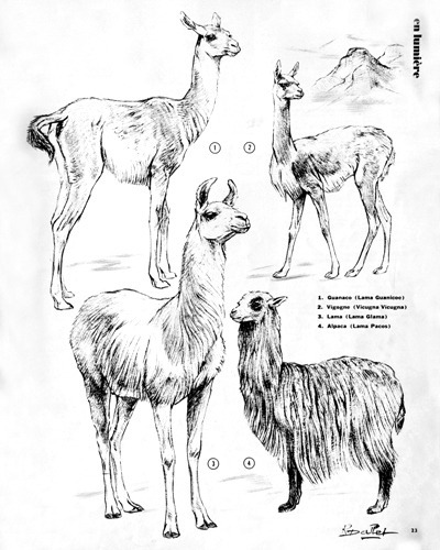 01- Precious Andean Llamas (March 1972)