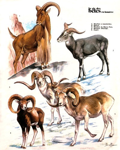 02- Mouflons Worldwide (April 1972) (1)