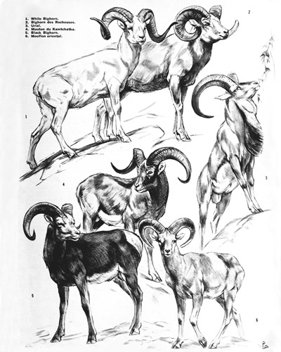03- Mouflons Worldwide (April 1972) (2)