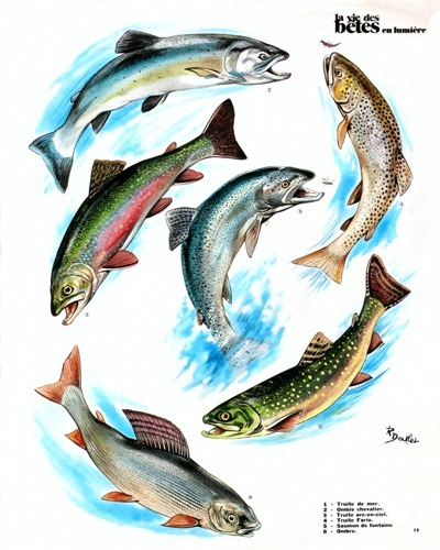 04- The Parade of French Trouts (May 1972)