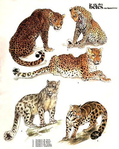 05- Leopards of Africa and Asia (June 1972)
