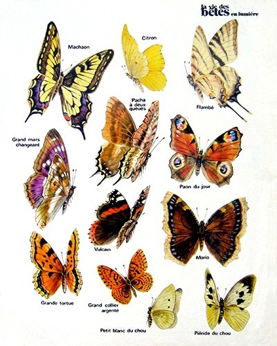 06- The Inventory of French Butterflies (July 1972)