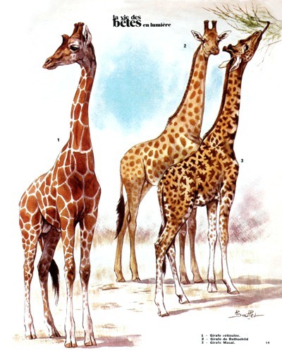 07- The Savannah Giraffes (August 1972)