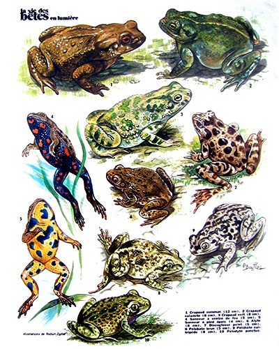 08- Toads our Wildlife (September 1972)