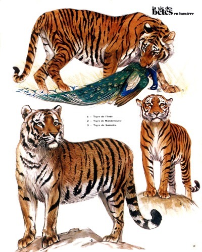 09- The End of the Tigers (October 1972)