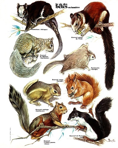 10- The Circle of Squirrels (November 1972)