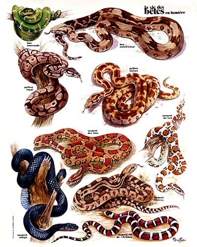 11- Snake and Beauty (December 1972)