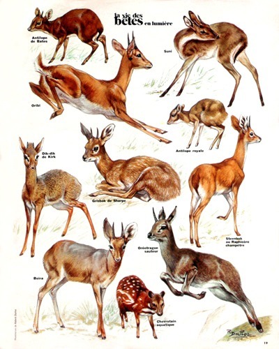 12- Lilliput Antelopes (January 1973)