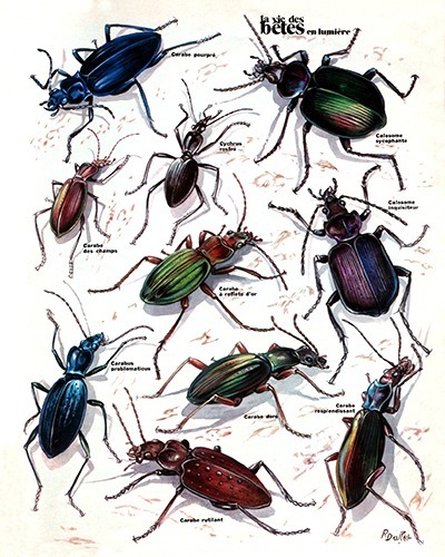 13- The Most Beautiful Carabidae of France (February 1973)
