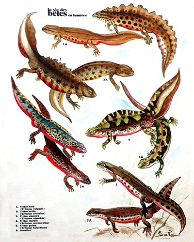 14- Our Tritons (March 1973)