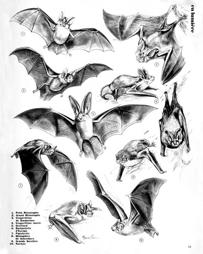 15- Bats of our Regions (April 1973)