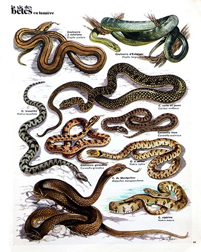 17- The Snakes of France (June 1973)