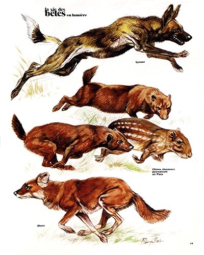 18- Mysterious Wild Dogs (July 1973)