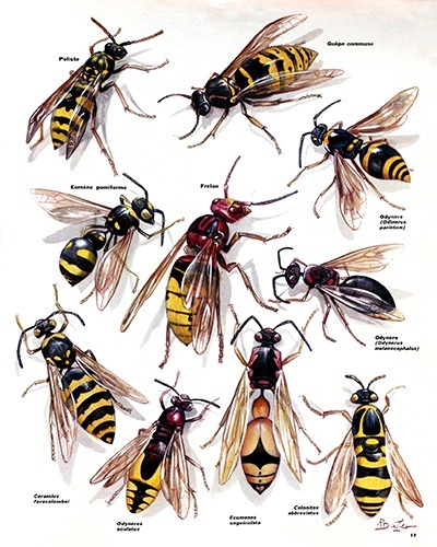 19- Summer Wasps (August 1973)