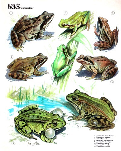20- Frogs and Tree Frogs (September 1973)