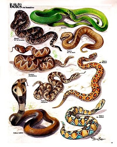 21- Great Venomous (October 1973)