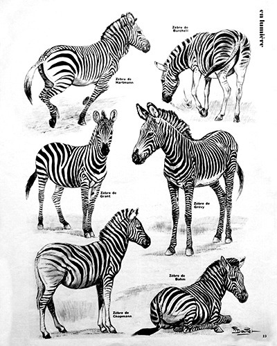 22- Zebras' Dress (November 1973)