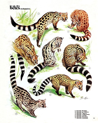 24- Beautiful and Cruel Genets (January 1974)