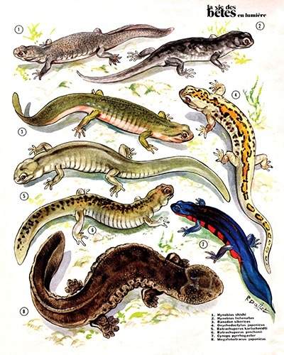 25- Tritons and Salamanders of Asia (February 1974)