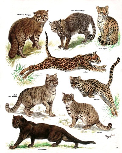27- The Threatened World of Wildcats (April 1974) (1)