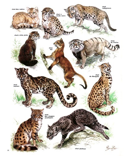 28- The Threatened World of Wildcats (April 1974) (2)