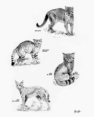 29- The Threatened World of Wildcats (April 1974) (3)