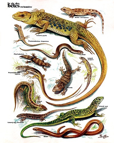 30- Our Twelve French Lizards (May 1974)