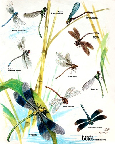 31- Our Little Dragonflies (June 1974)