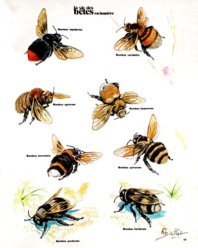 32- The Real Bumblebees (July 1974)