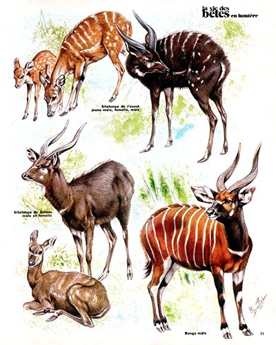 34- Bongos and Sitatungas (September 1974)