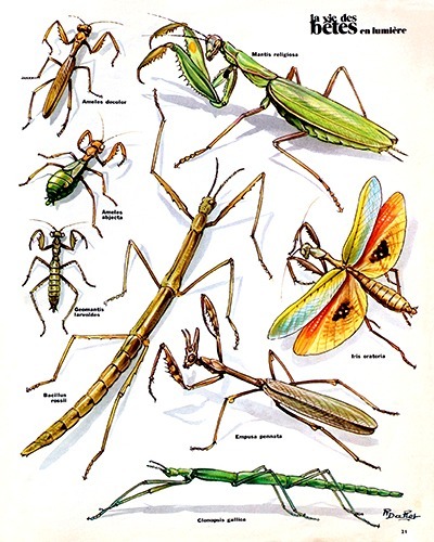 35- Mantis and Stick Insects of France (October 1974)