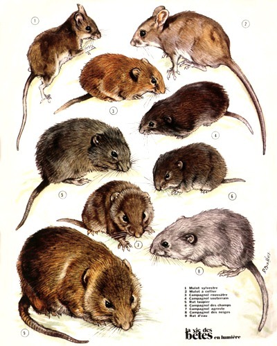 36- Field Mice and Voles of Fields (November 1974)