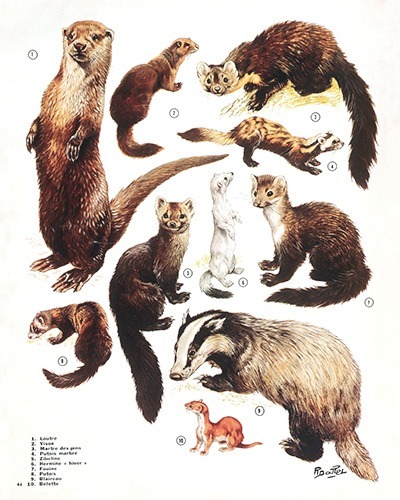 40- Polecats, Martens, Weasels...on March (March 1975)